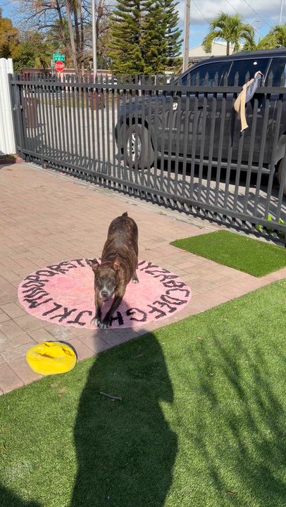 Enlarge China, a ADOPTABLE Pit Bull Terrier in Miami, FL video 3/5