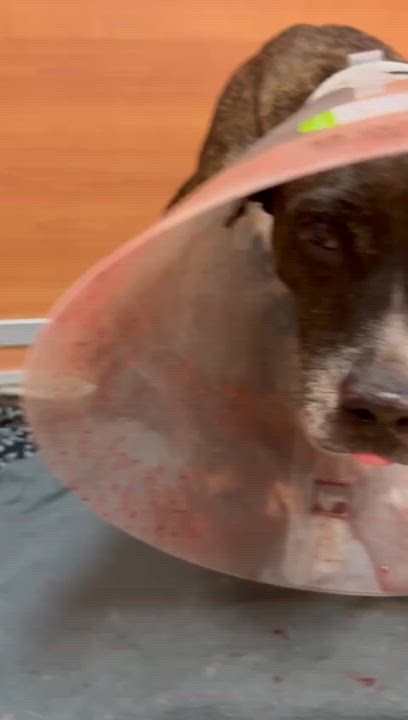 Enlarge China, a ADOPTABLE Pit Bull Terrier in Miami, FL video 1/5