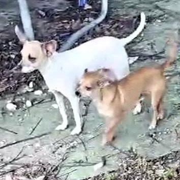 Enlarge MARTIN & STEINBECK - BONDED PAIR, a Adoptable Chihuahua in Largo, FL image 6/6