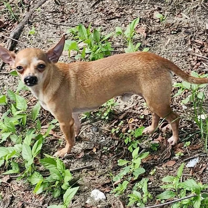 Enlarge MARTIN & STEINBECK - BONDED PAIR, a Adoptable Chihuahua in Largo, FL image 4/6