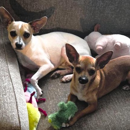Enlarge MARTIN & STEINBECK - BONDED PAIR, a Adoptable Chihuahua in Largo, FL image 1/6