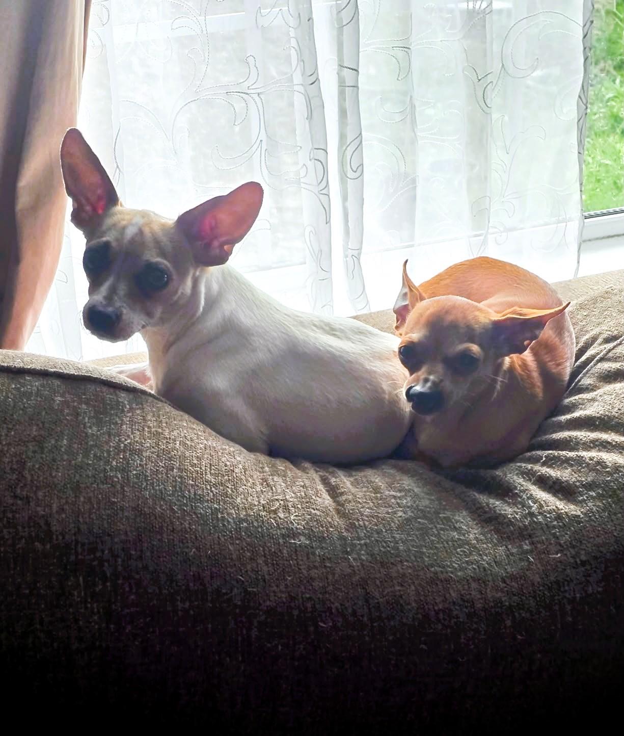 Enlarge MARTIN & STEINBECK - BONDED PAIR, a Adoptable Chihuahua in Largo, FL image 2/6