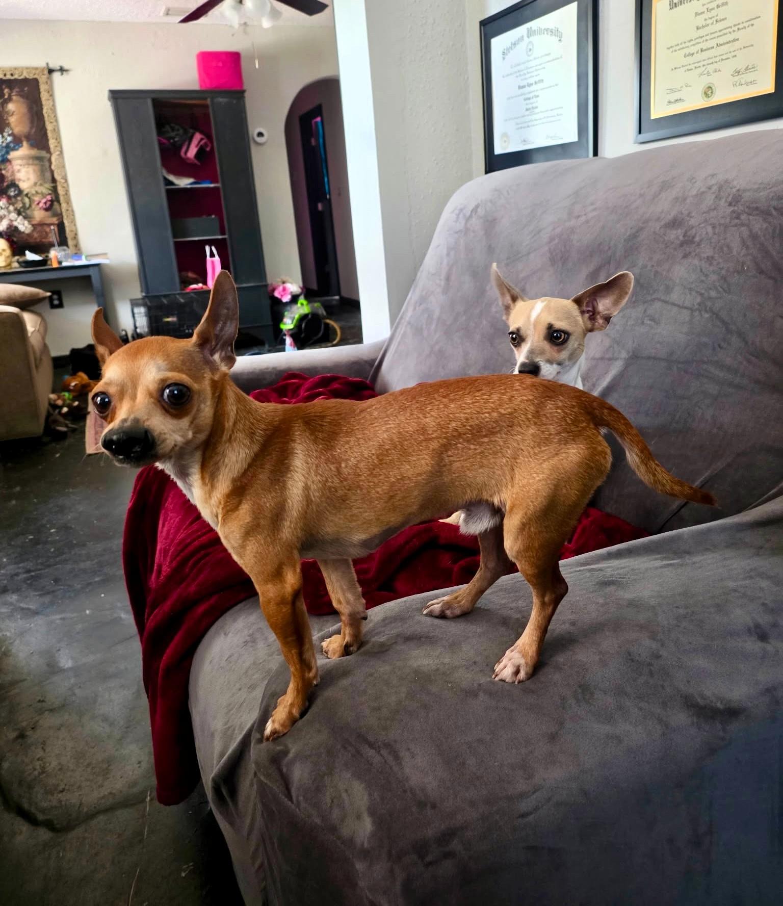 Enlarge MARTIN & STEINBECK - BONDED PAIR, a Adoptable Chihuahua in Largo, FL image 5/6