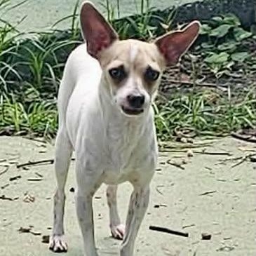 Enlarge MARTIN & STEINBECK - BONDED PAIR, a Adoptable Chihuahua in Largo, FL image 3/6