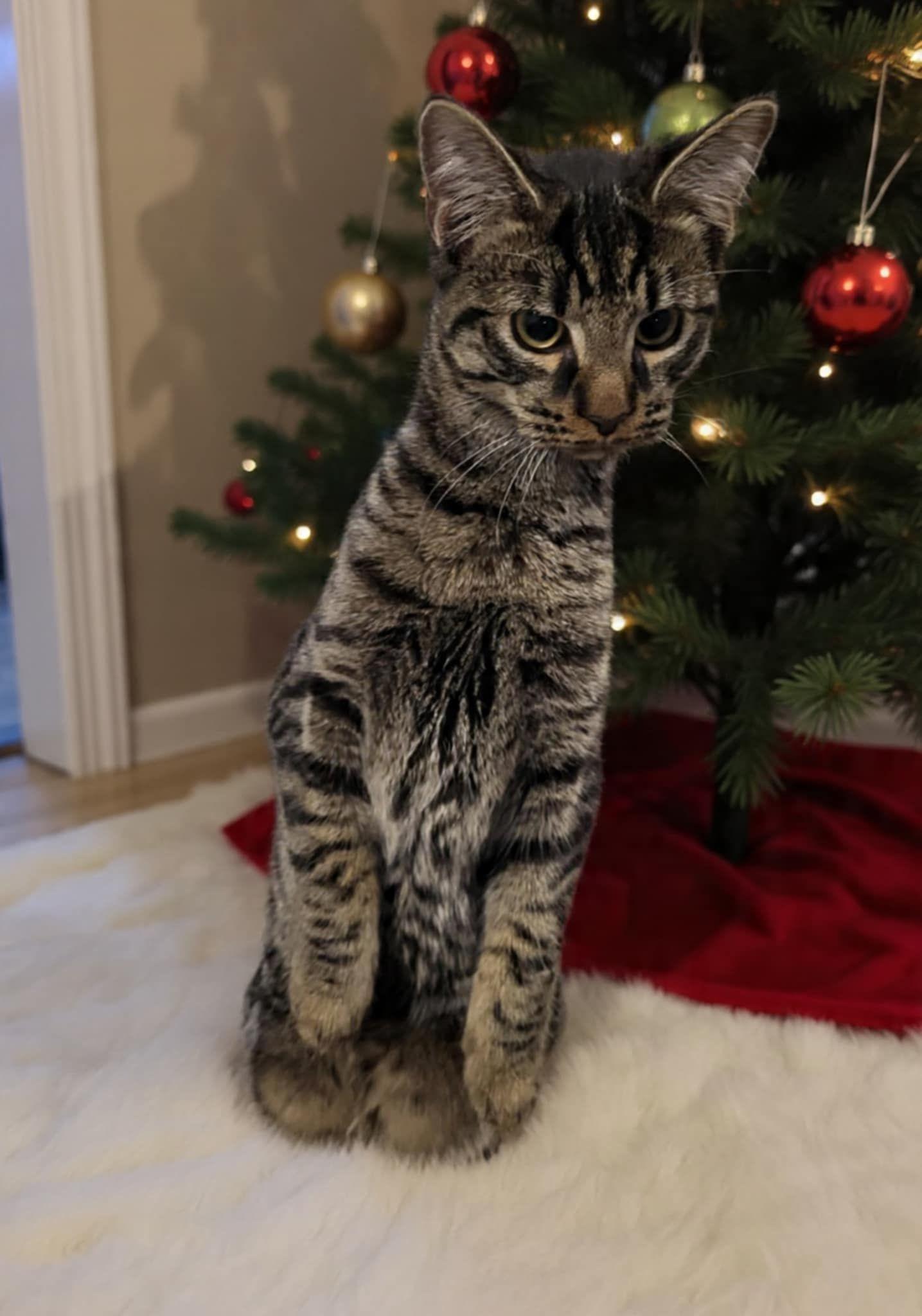 Enlarge Stormy, a ADOPTABLE Domestic Short Hair in Middletown, NY image 2/3