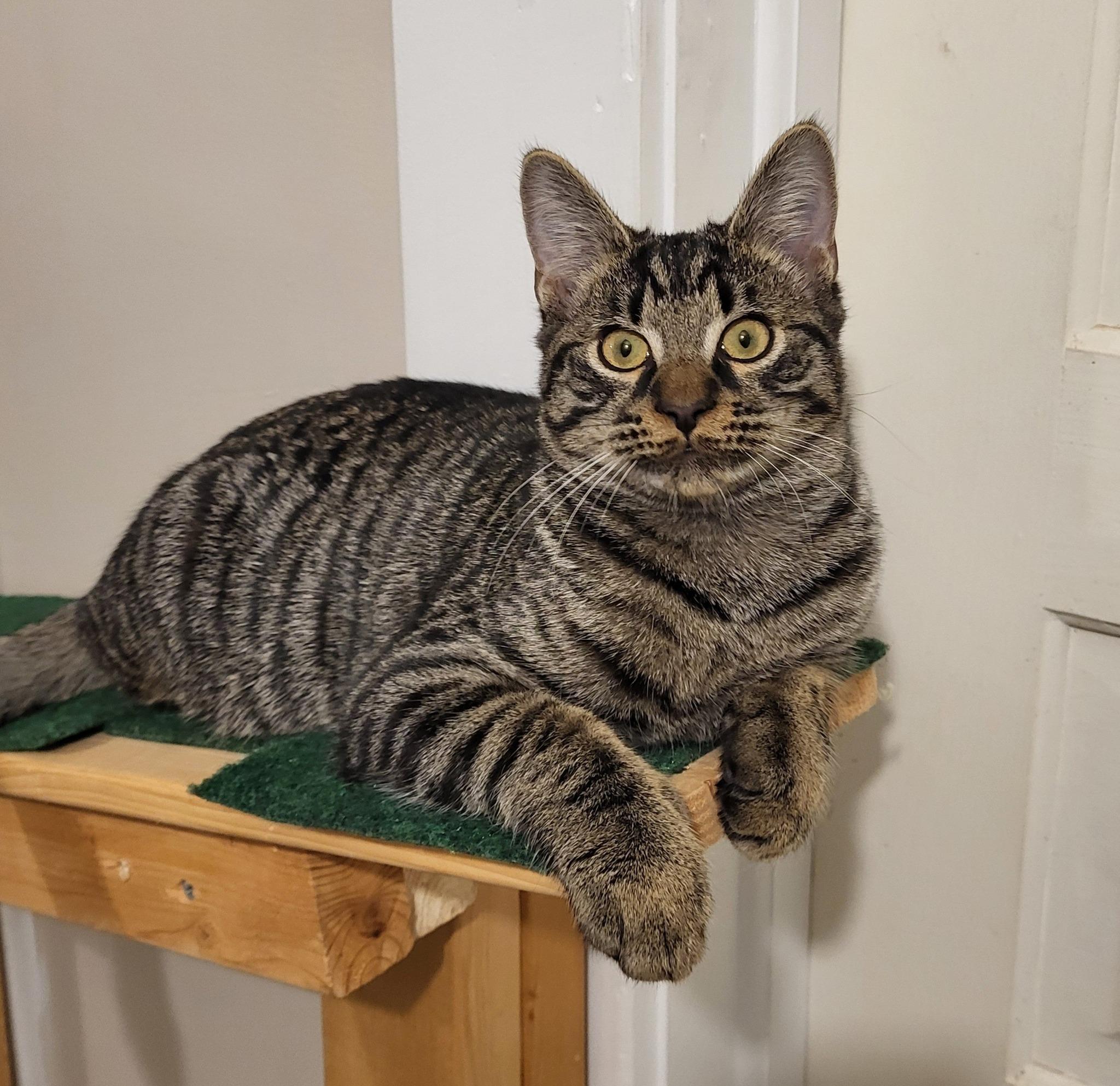 Stormy, ADOPTABLE, Kitten Male Domestic Short Hair.