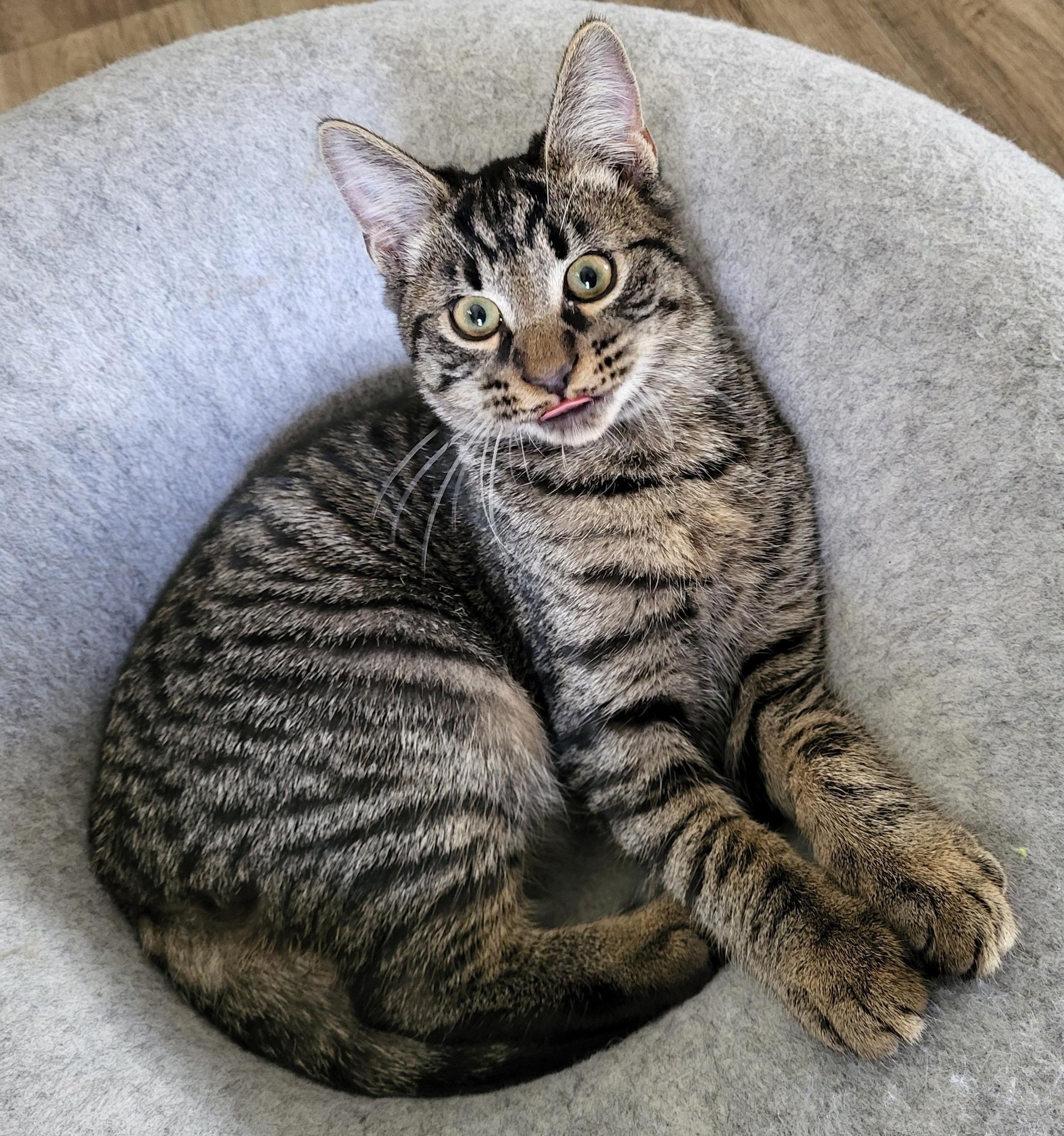 Enlarge Stormy, a ADOPTABLE Domestic Short Hair in Middletown, NY image 3/3