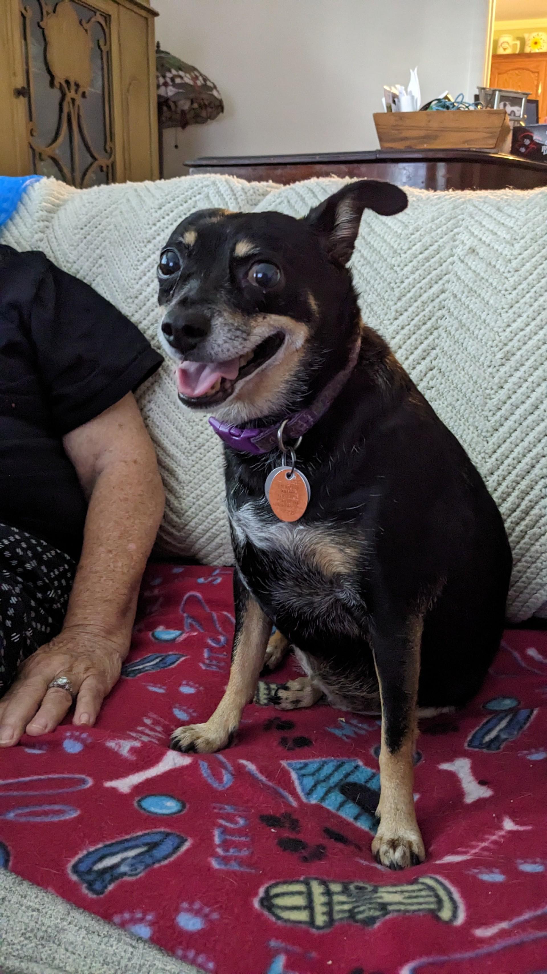 Enlarge Lucy, a Adoptable mixed breed in Lambertville, NJ image 6/6