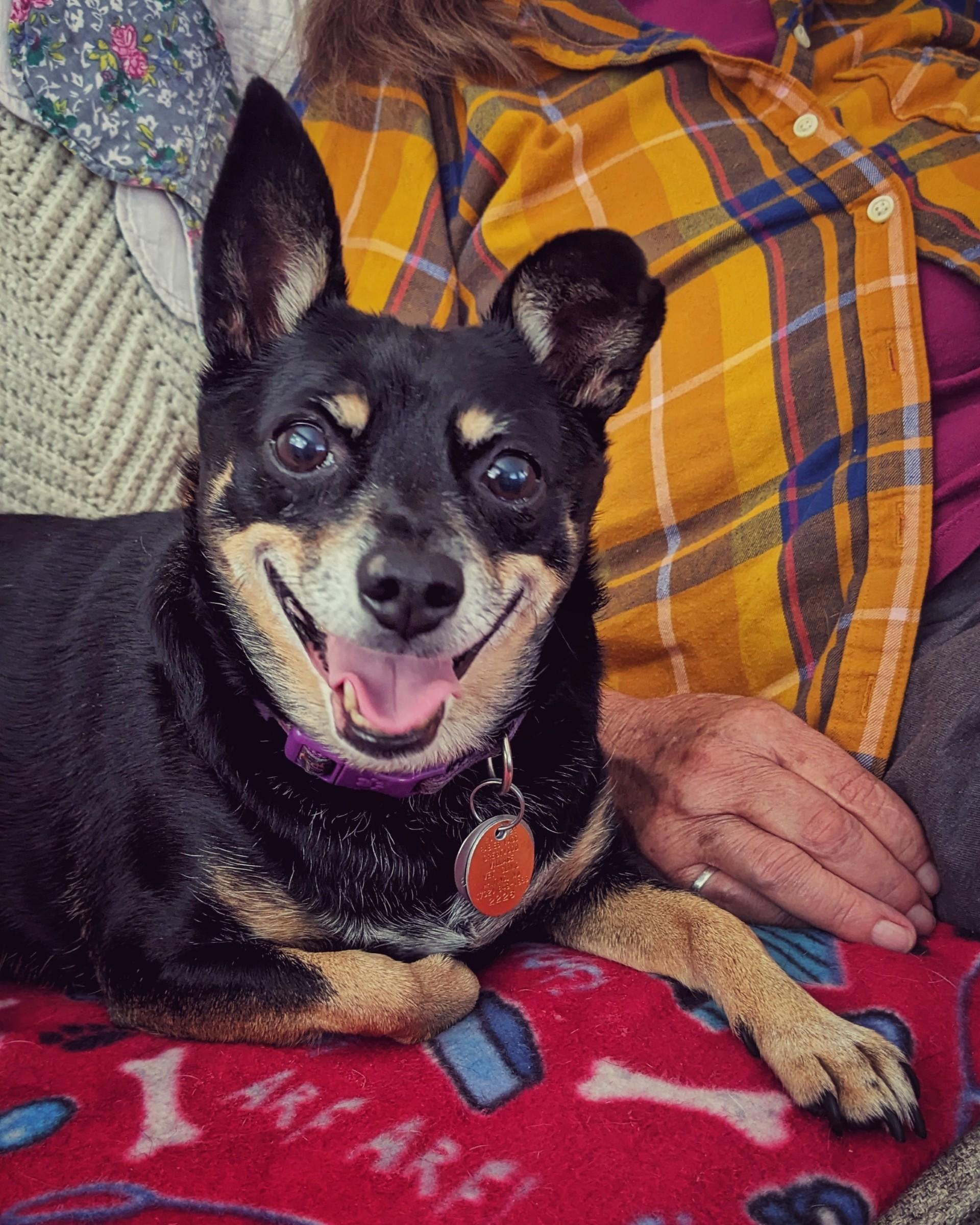 Lucy, Adoptable, Senior Female Chiweenie.