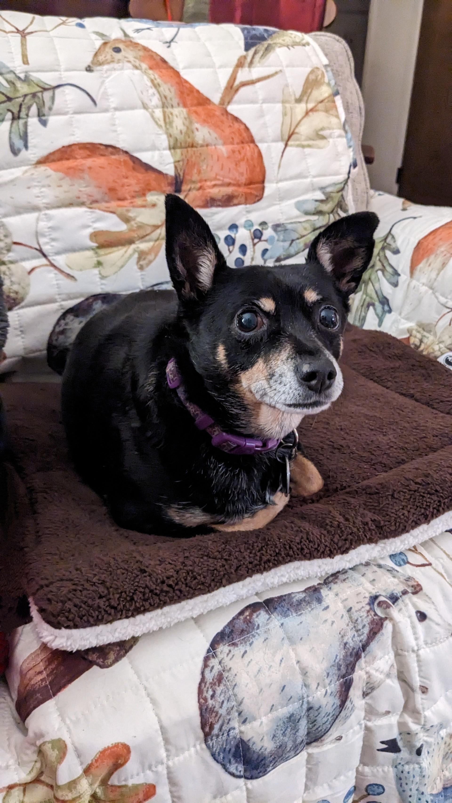 Enlarge Lucy, a Adoptable mixed breed in Lambertville, NJ image 2/6