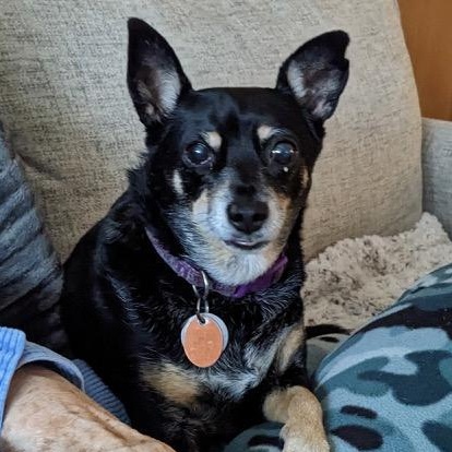 Enlarge Lucy, a Adoptable mixed breed in Lambertville, NJ image 5/6