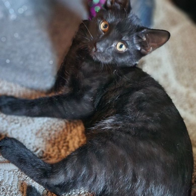 Enlarge Raiden , a Adoptable Domestic Short Hair in Stockton, CA image 1/4