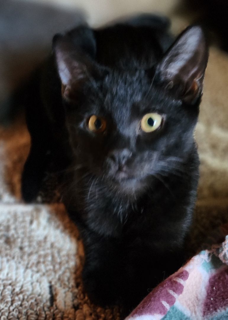 Enlarge Raiden , a Adoptable Domestic Short Hair in Stockton, CA image 2/4