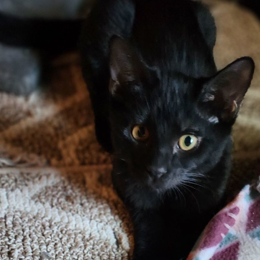 Enlarge Raiden , a Adoptable Domestic Short Hair in Stockton, CA image 3/4