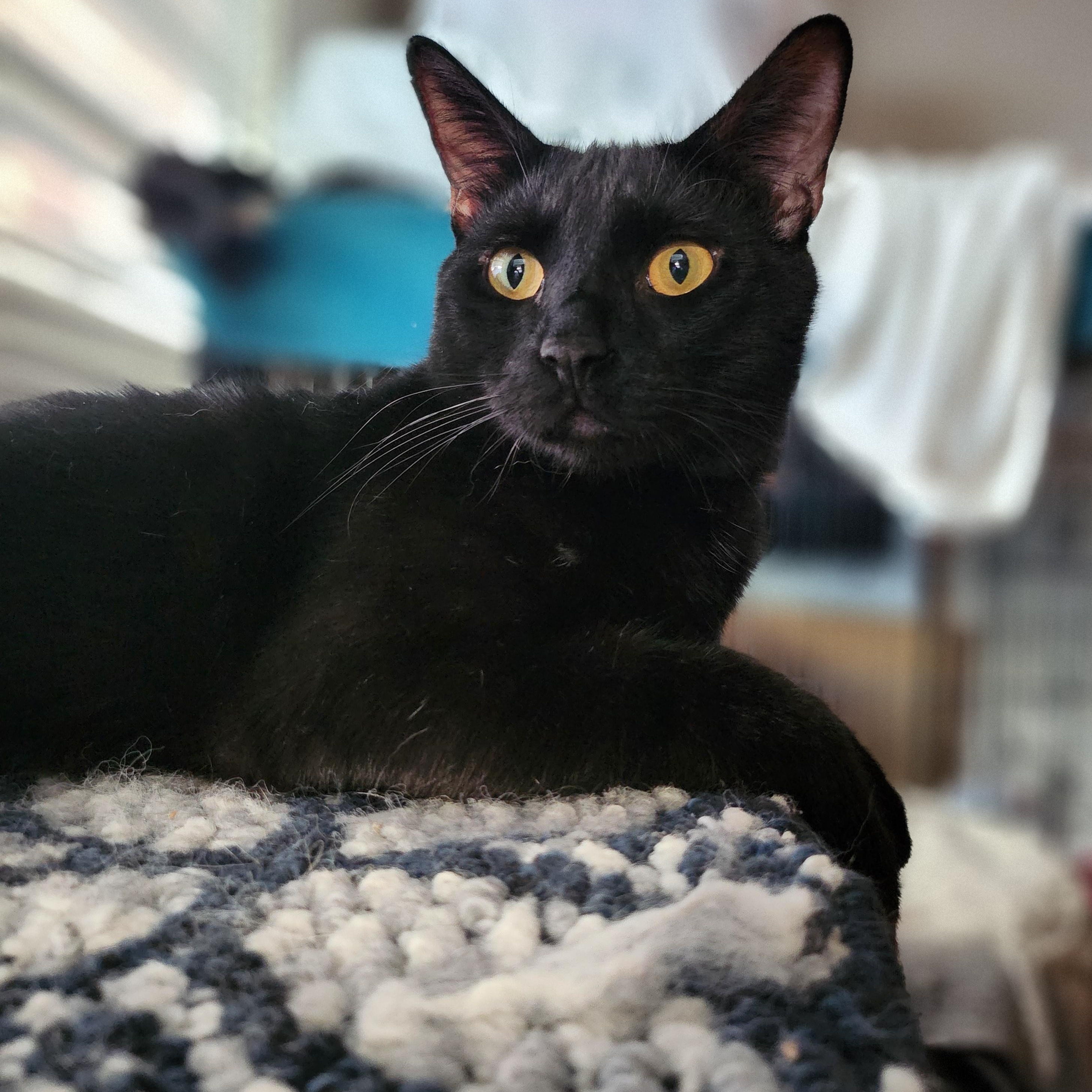 Enlarge Raiden , a Adoptable Domestic Short Hair in Stockton, CA image 2/5