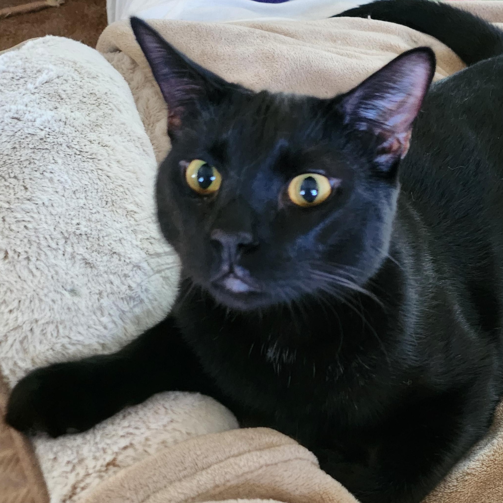 Enlarge Raiden , a Adoptable Domestic Short Hair in Stockton, CA image 3/5