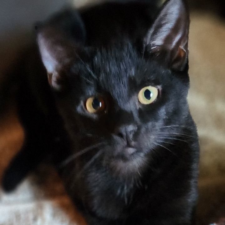 Enlarge Raiden , a Adoptable Domestic Short Hair in Stockton, CA image 4/4