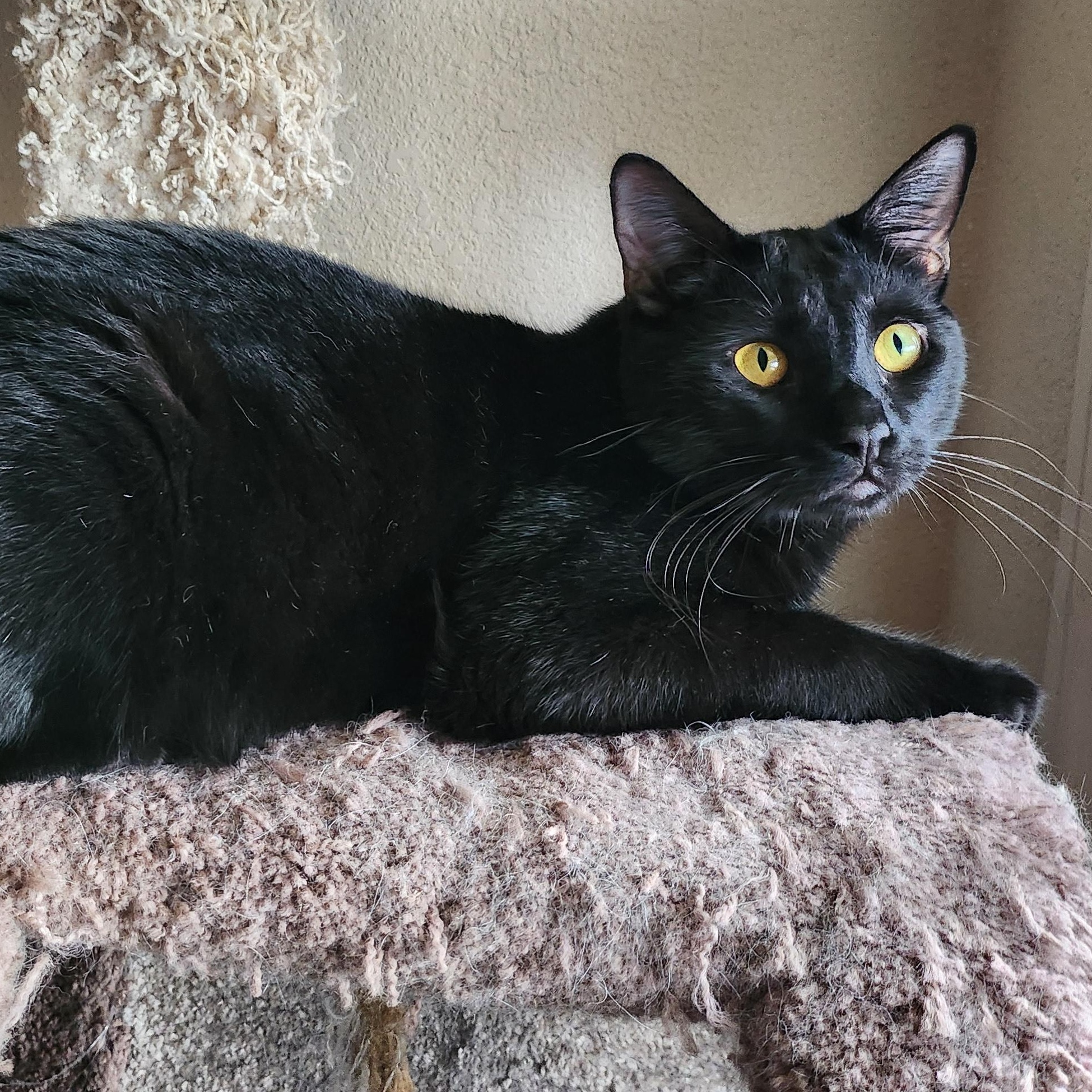 Enlarge Raiden , a Adoptable Domestic Short Hair in Stockton, CA image 5/5