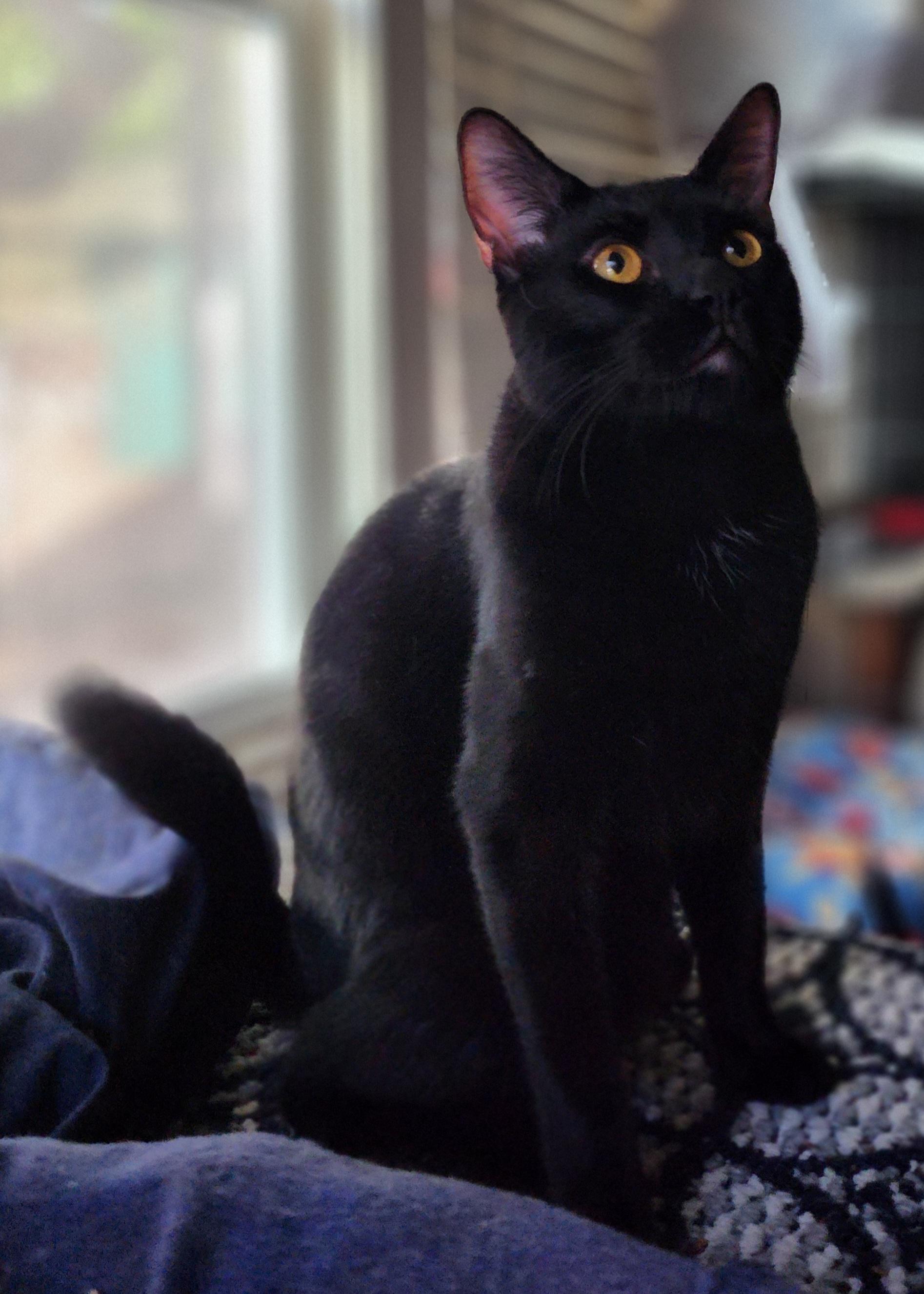 Raiden , Adoptable, Adult Male Domestic Short Hair.