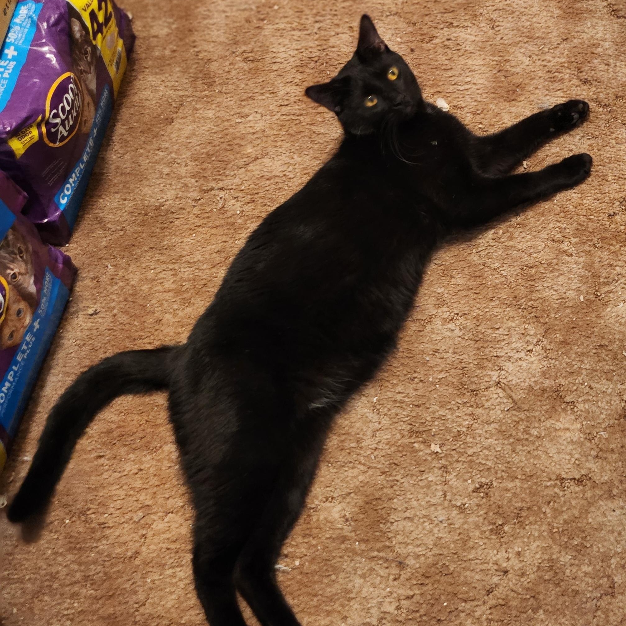 Enlarge Raiden , a Adoptable Domestic Short Hair in Stockton, CA image 4/5