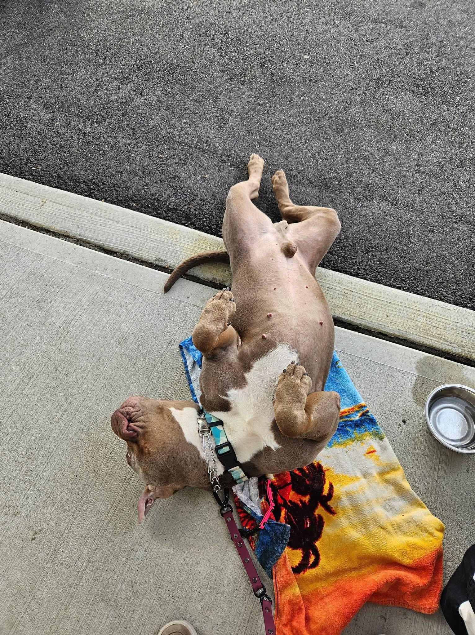 Enlarge Broley, an adoptable mixed breed in Jackson , NJ image 6/6