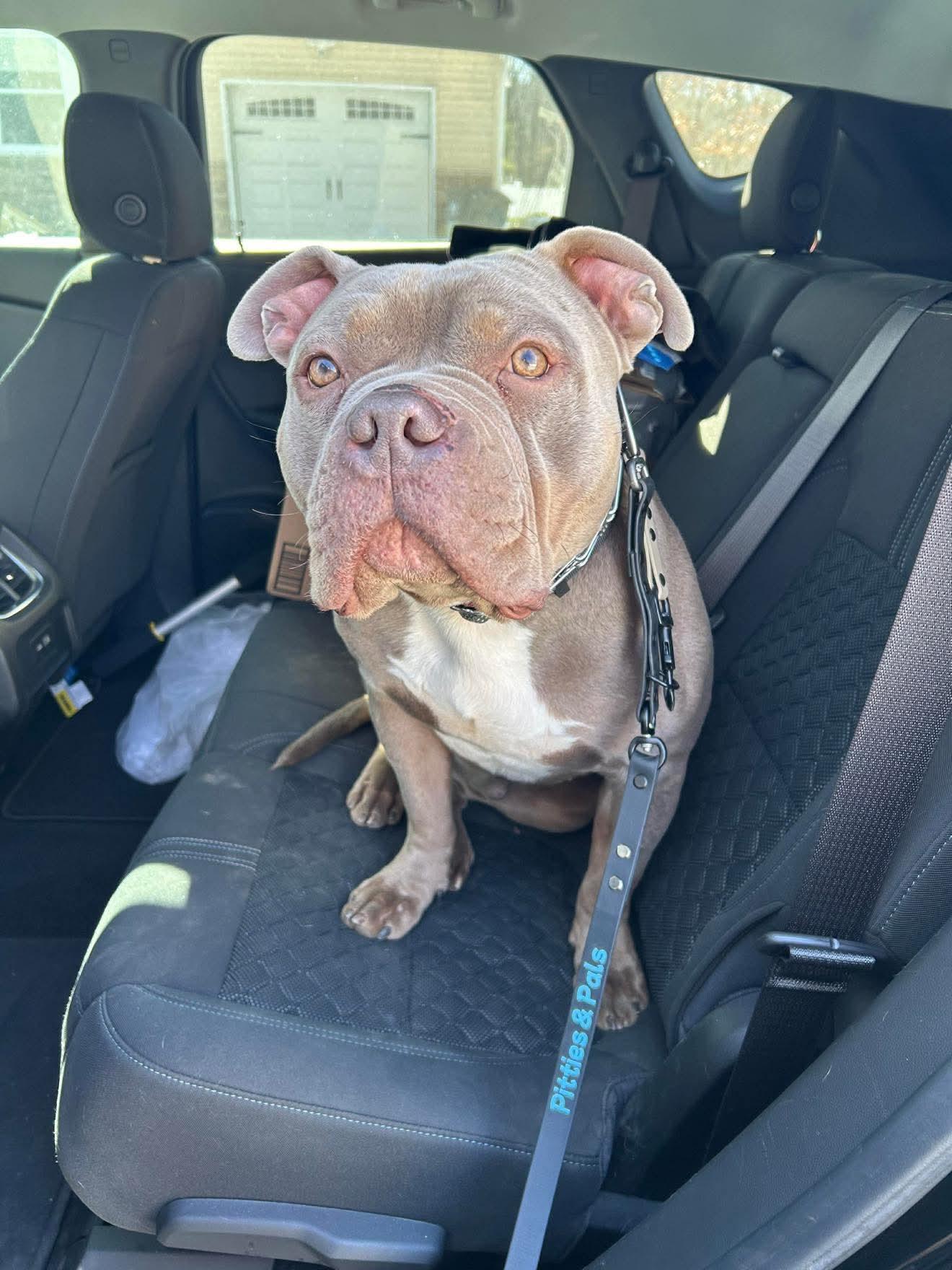 Enlarge Broley, an adoptable mixed breed in Jackson , NJ image 2/6