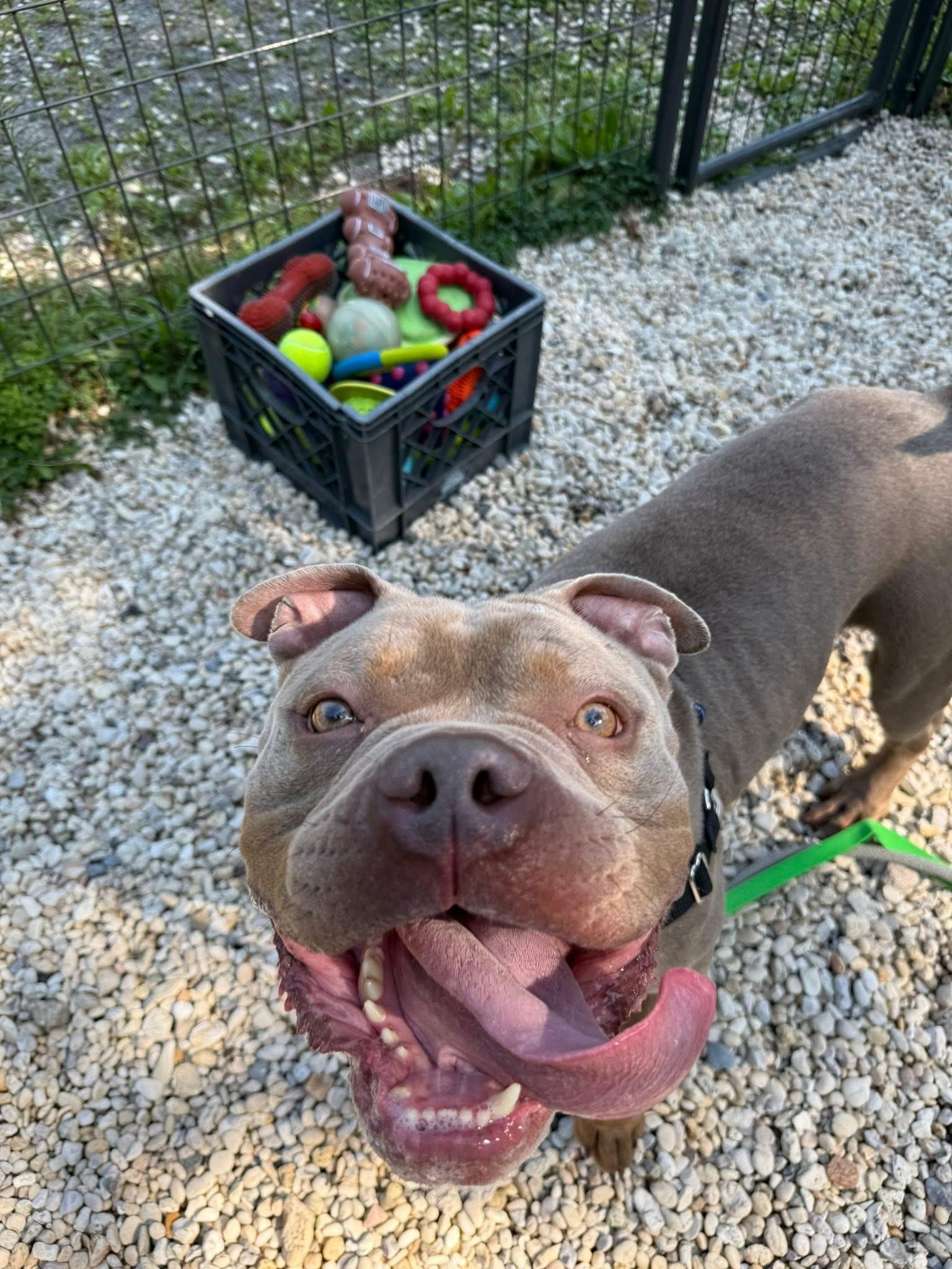 Enlarge Broley, an adoptable mixed breed in Jackson , NJ image 5/6