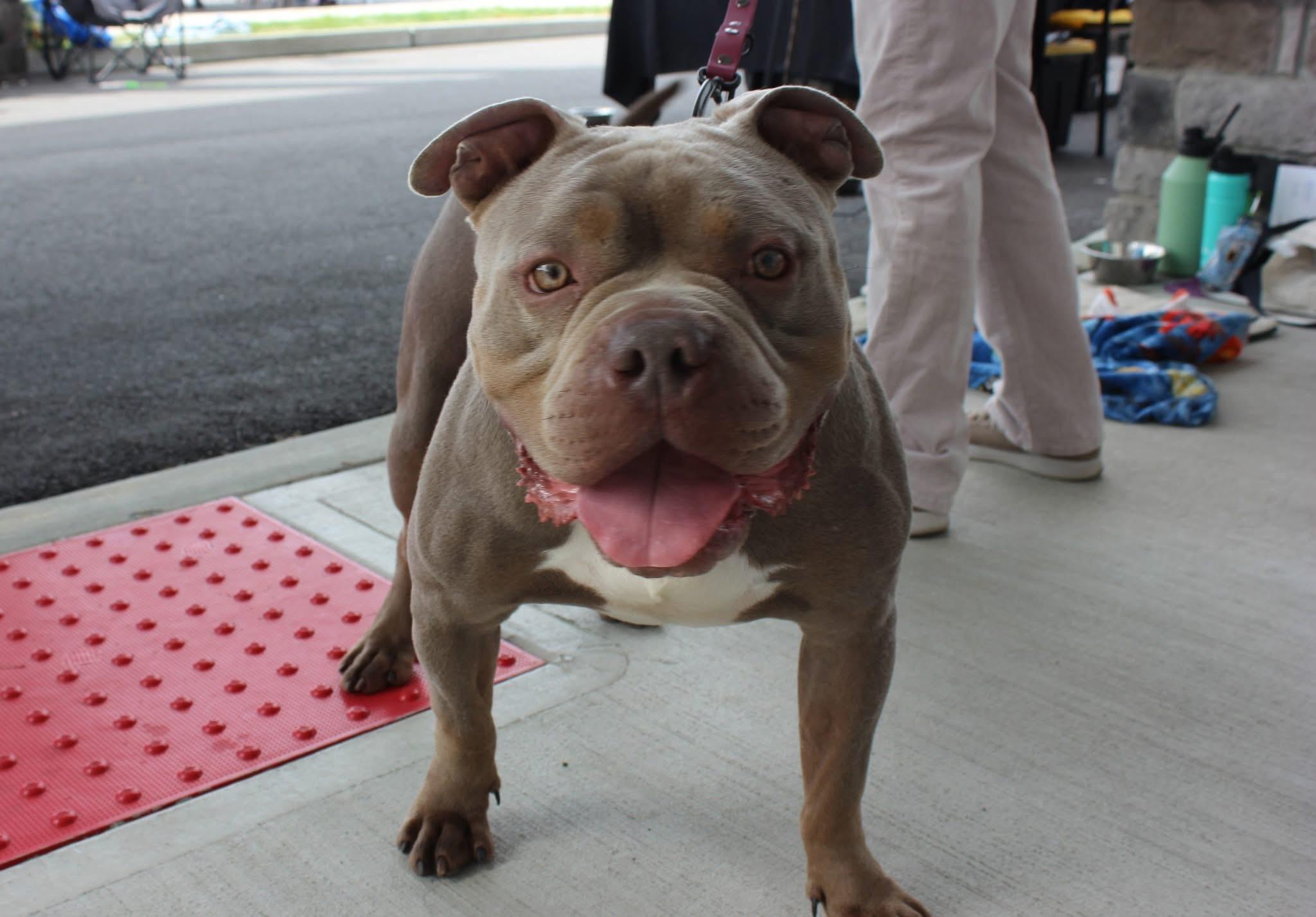 Enlarge Broley, an adoptable mixed breed in Jackson , NJ image 1/6