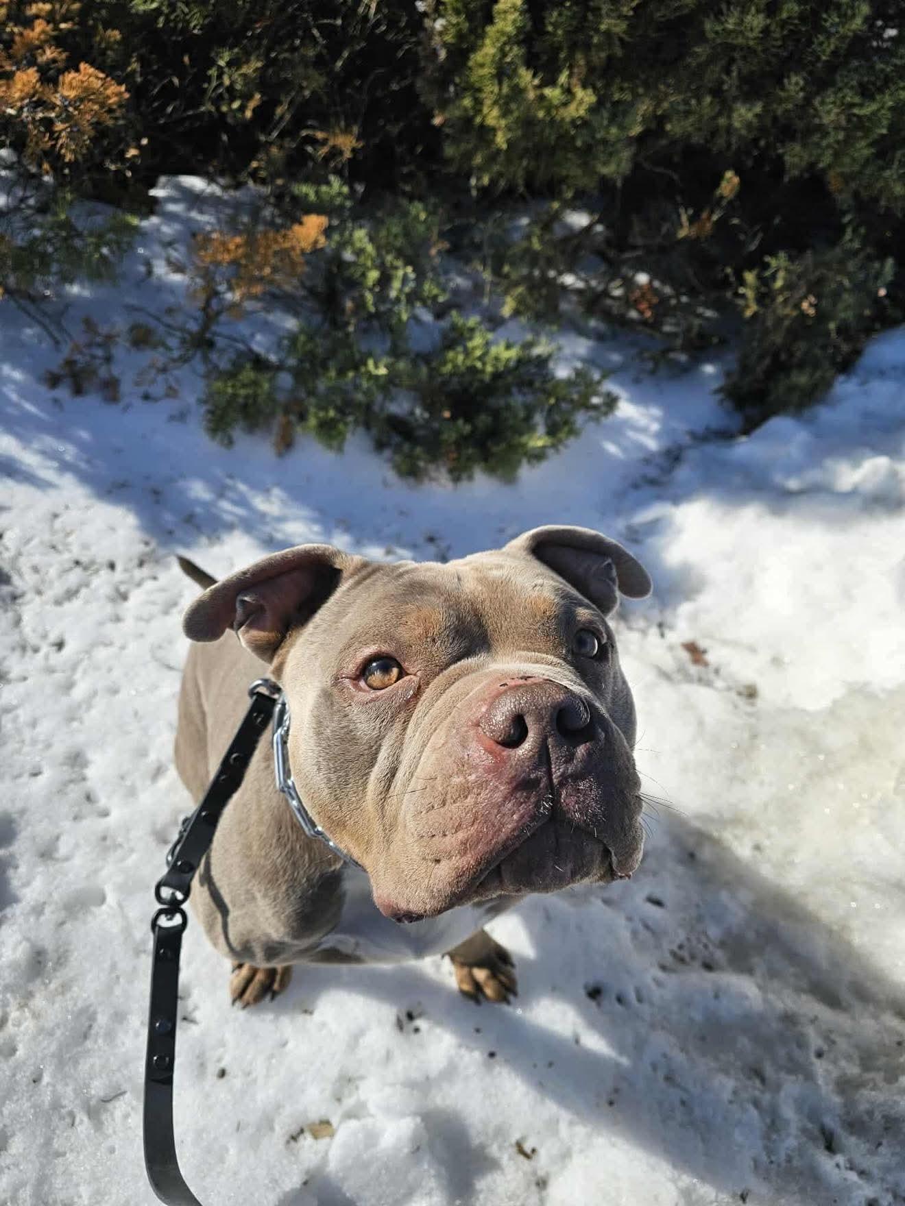 Enlarge Broley, an adoptable mixed breed in Jackson , NJ image 3/6