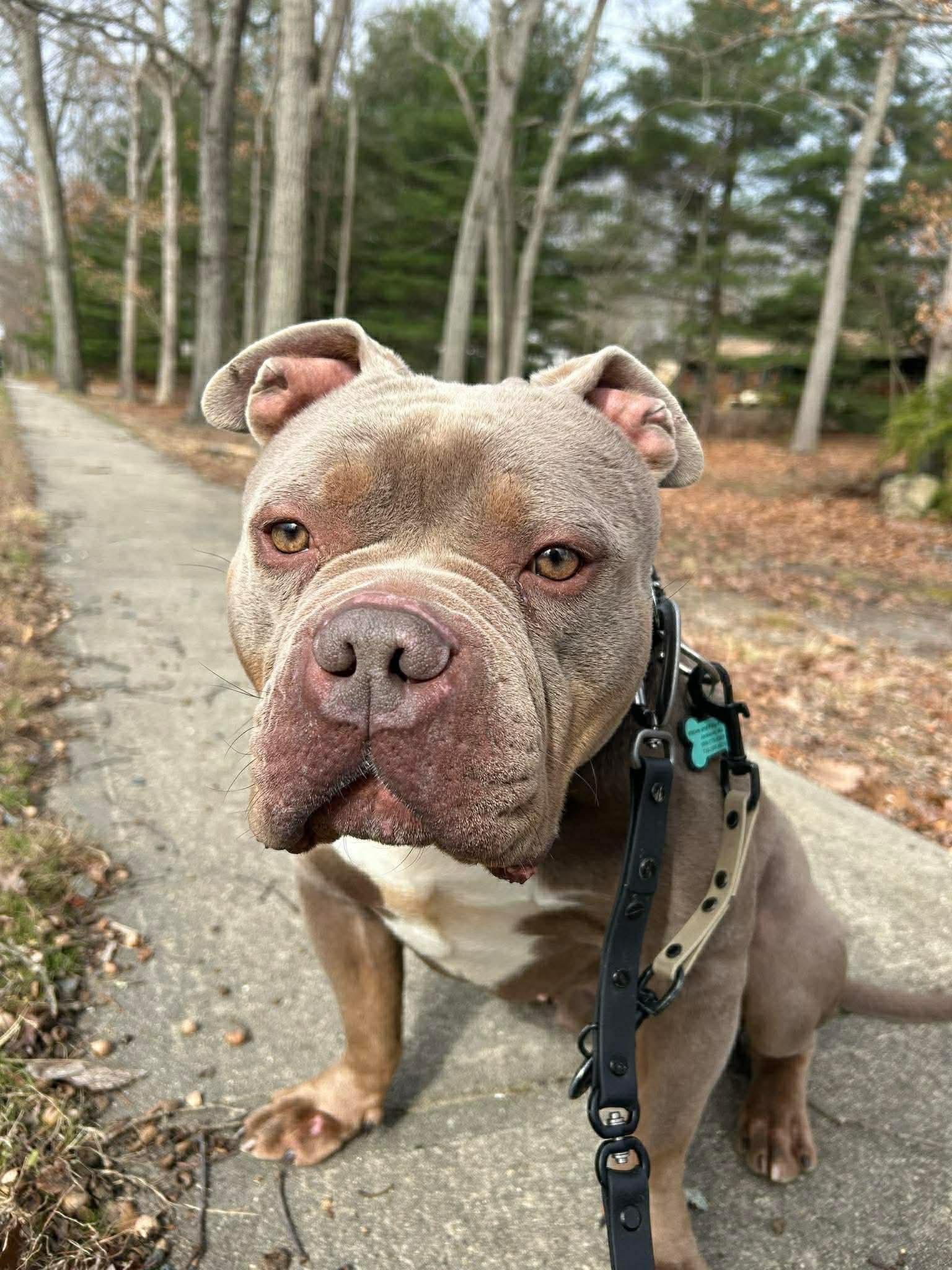 Broley, an adoptable mixed breed in Jackson , NJ image 2/6