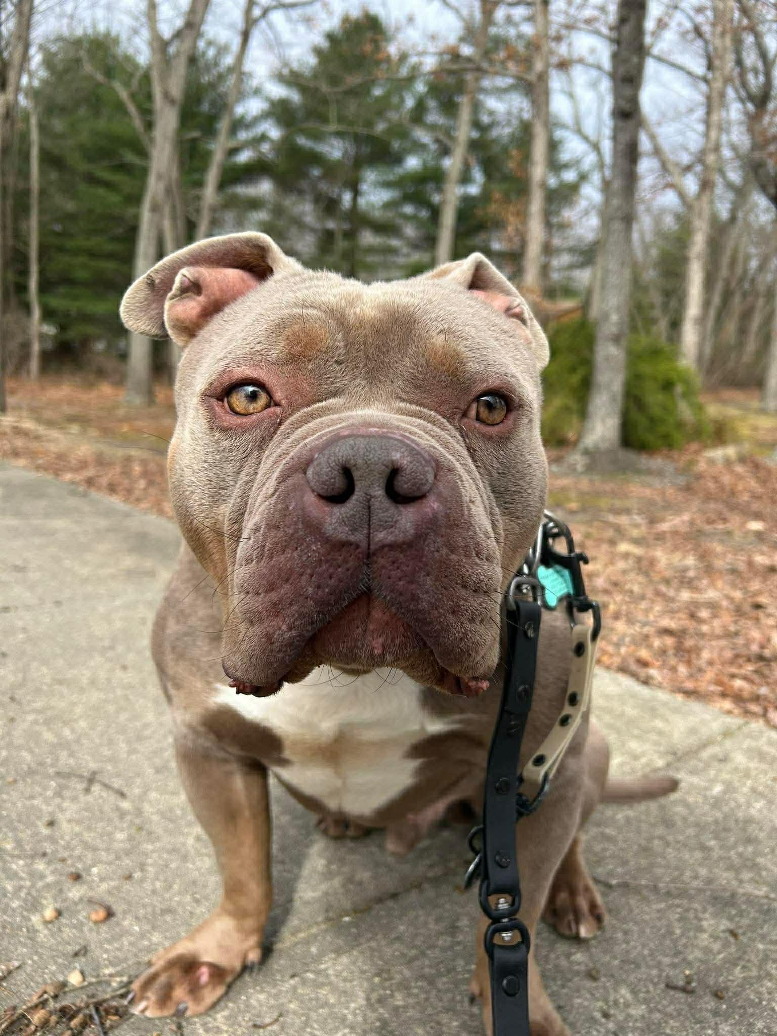 Broley, an adoptable mixed breed in Jackson , NJ image 1/6