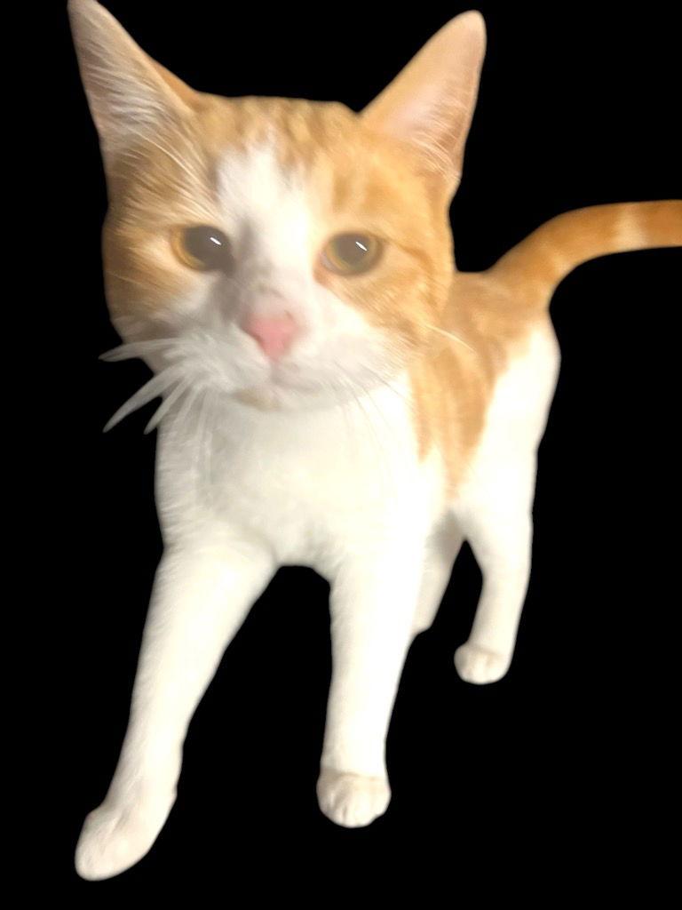 Flopsy, a Adoptable Domestic Short Hair in Cromwell, KY image 1/2