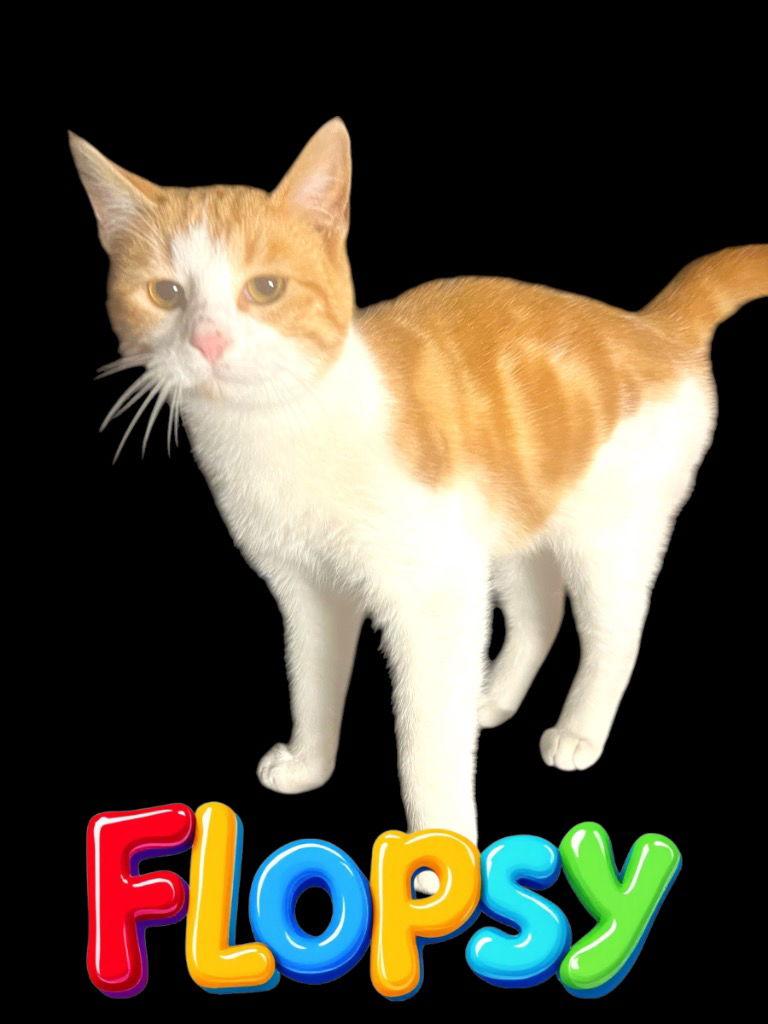 Flopsy, a Adoptable Domestic Short Hair in Cromwell, KY image 2/2