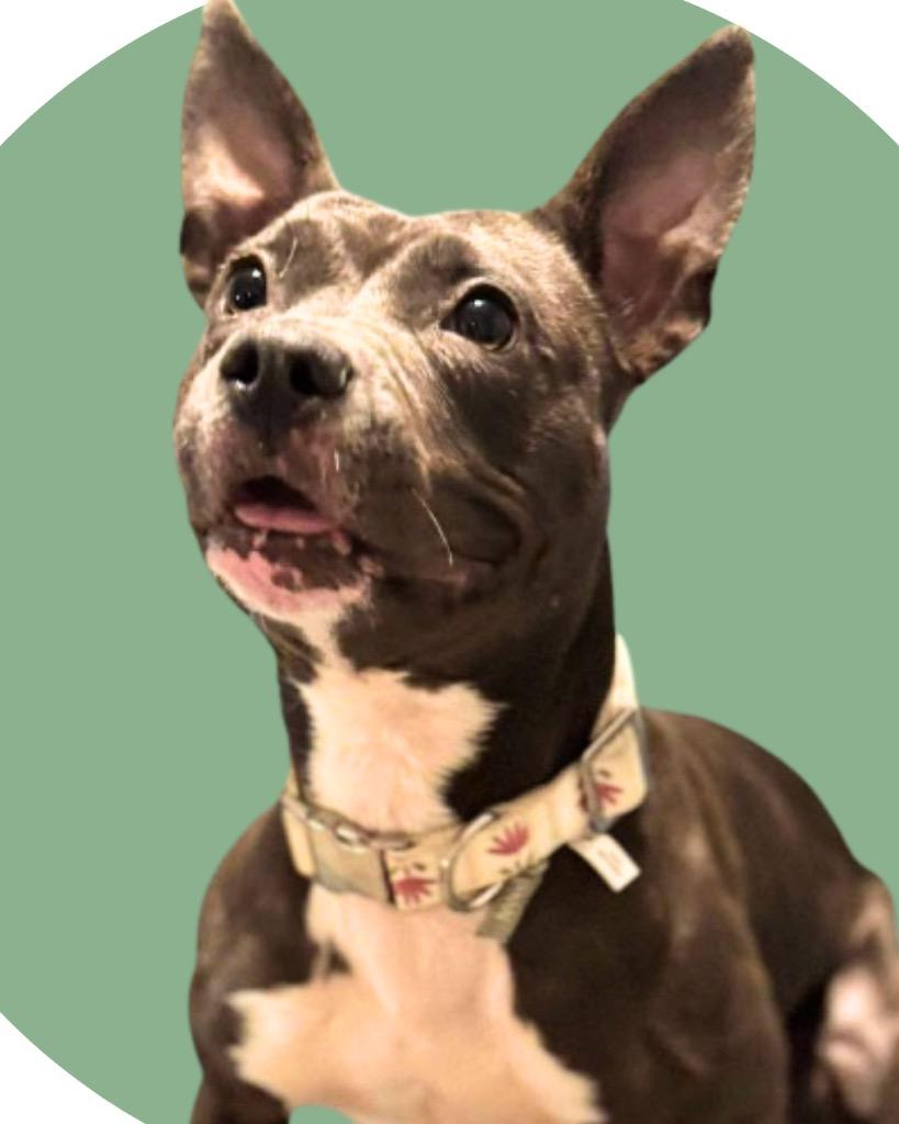 Tinkerbelle, a Adoptable mixed breed in College Station, TX image 1/6