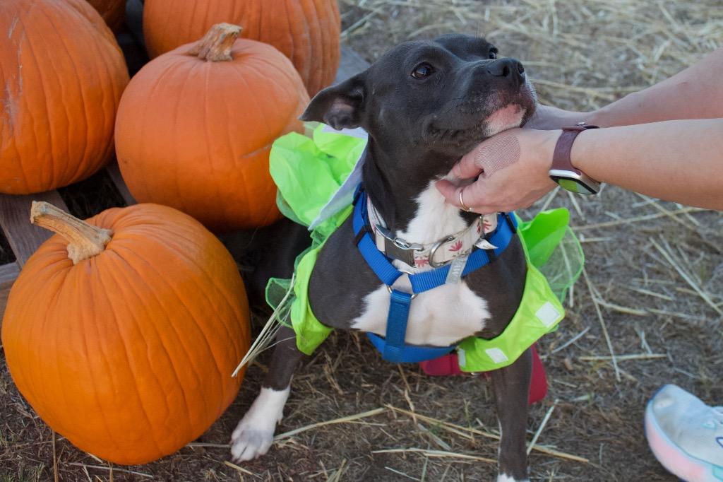 Tinkerbelle, a Adoptable mixed breed in College Station, TX image 2/6