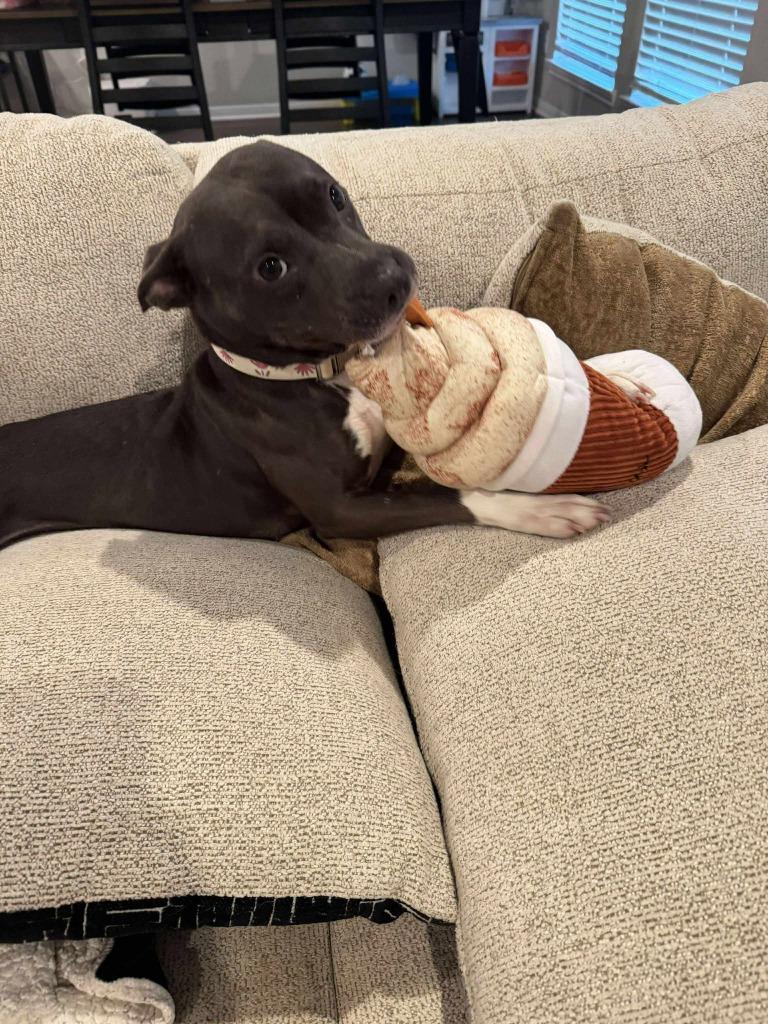 Tinkerbelle, Adoptable, Adult Female Pit Bull Terrier & Boston Terrier.