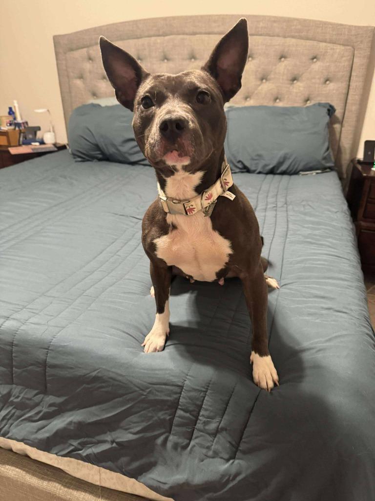 Tinkerbelle, a Adoptable mixed breed in College Station, TX image 3/6