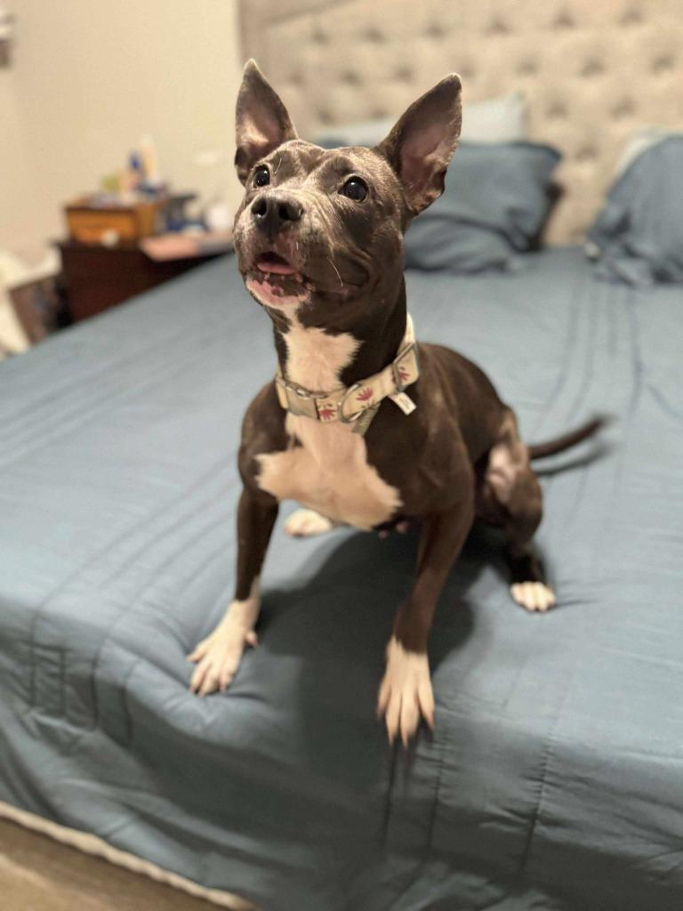 Tinkerbelle, a Adoptable mixed breed in College Station, TX image 4/6