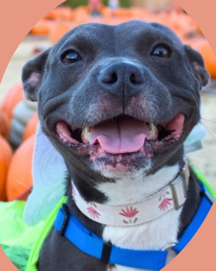 Tinkerbelle, a Adoptable mixed breed in College Station, TX image 6/6