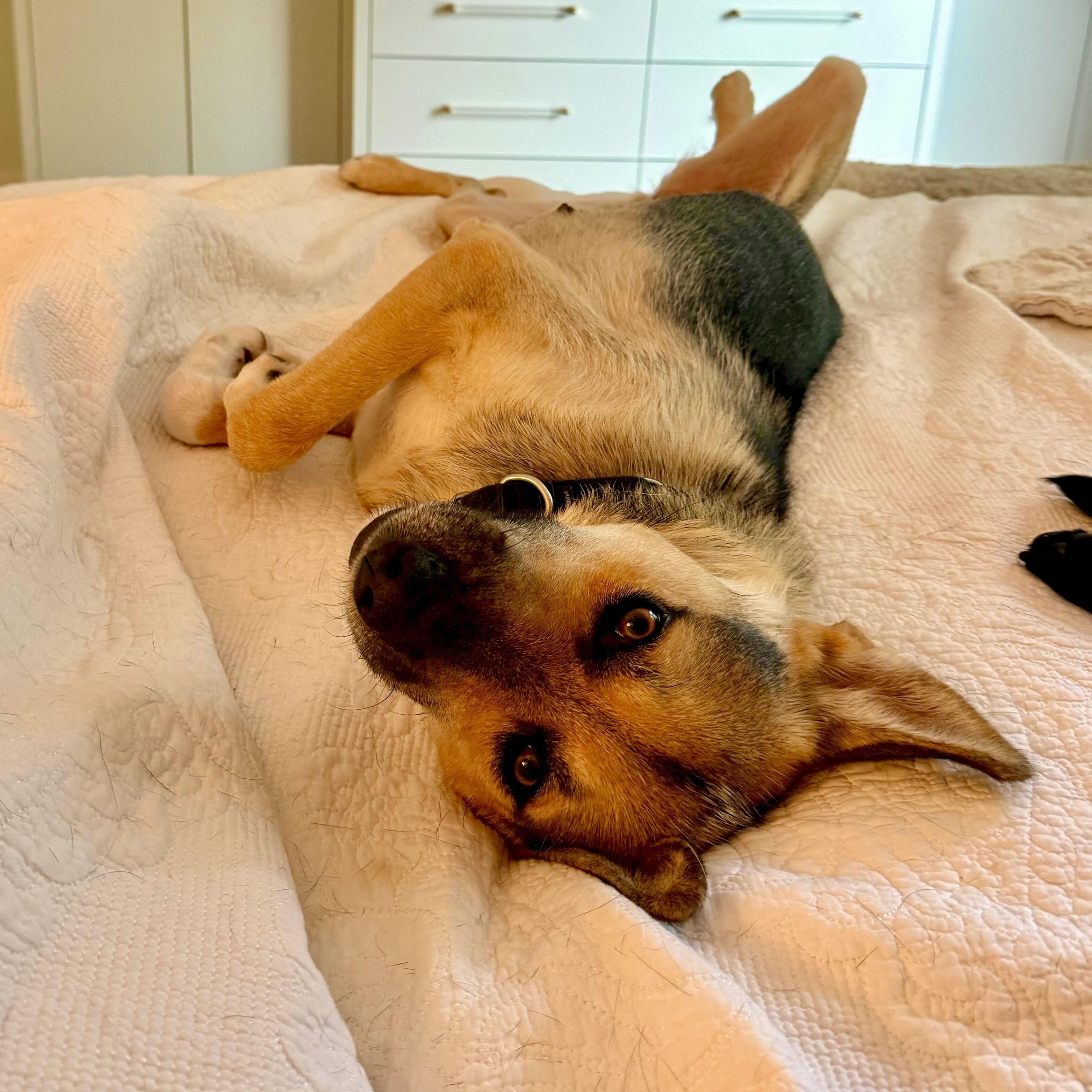 Enlarge Shiloh, a Adoptable mixed breed in Toronto, ON image 5/6