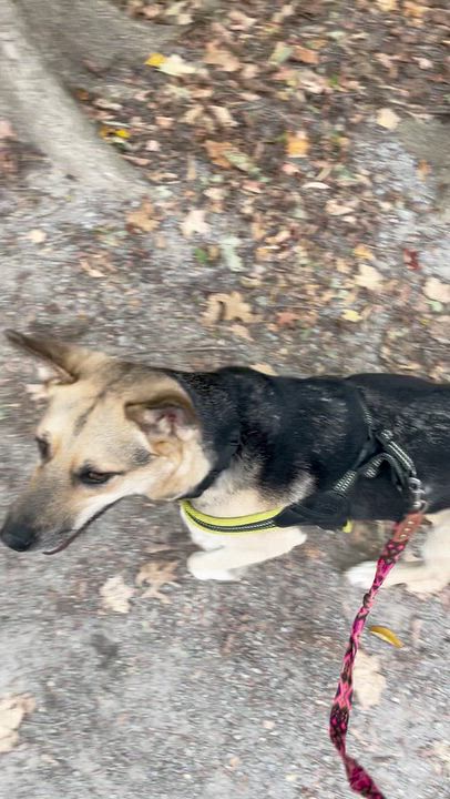 Enlarge Shiloh, a Adoptable mixed breed in Toronto, ON video 3/6