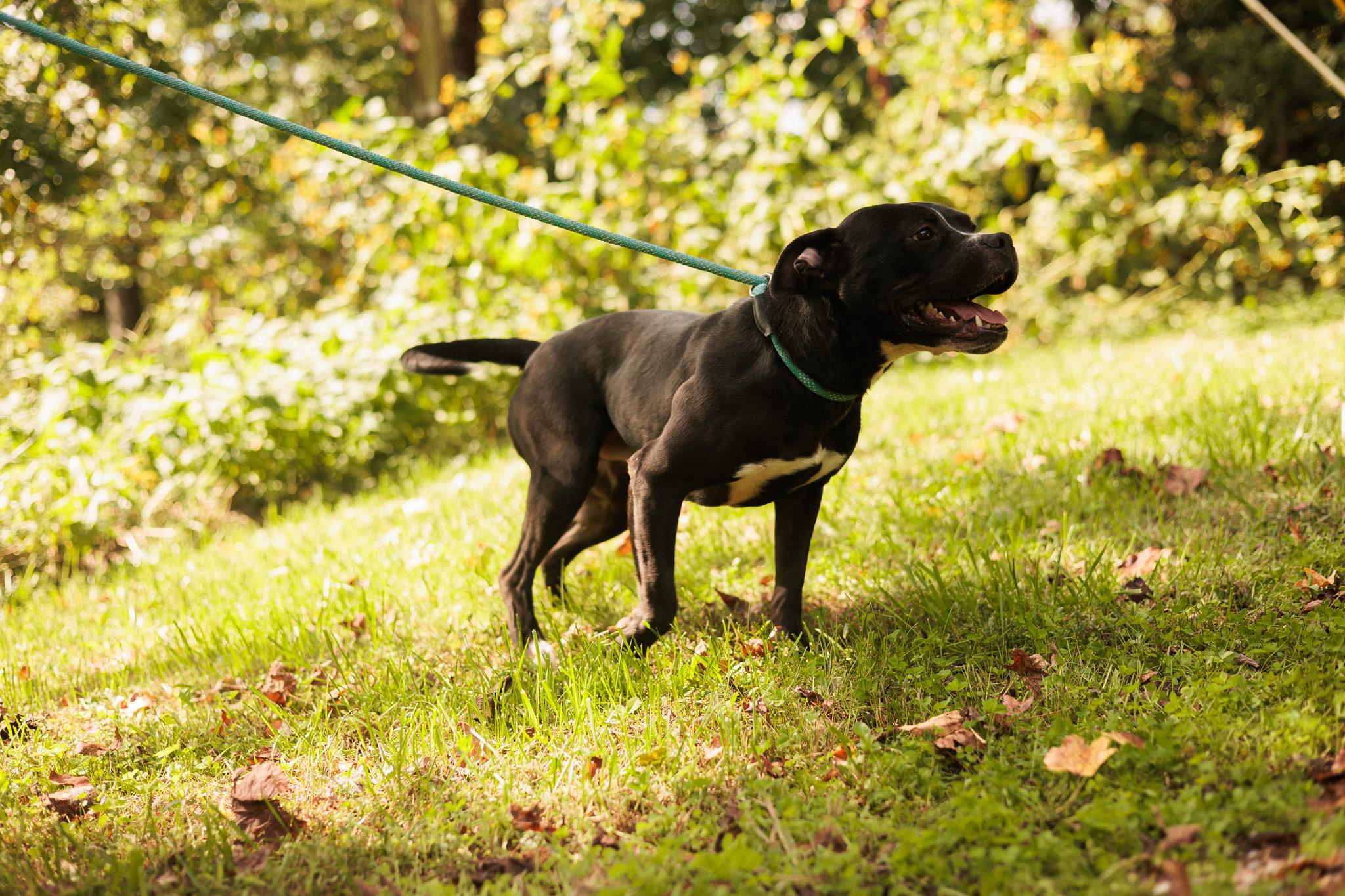 Enlarge Drift - Transport, a Adoptable mixed breed in Washington, PA image 3/5
