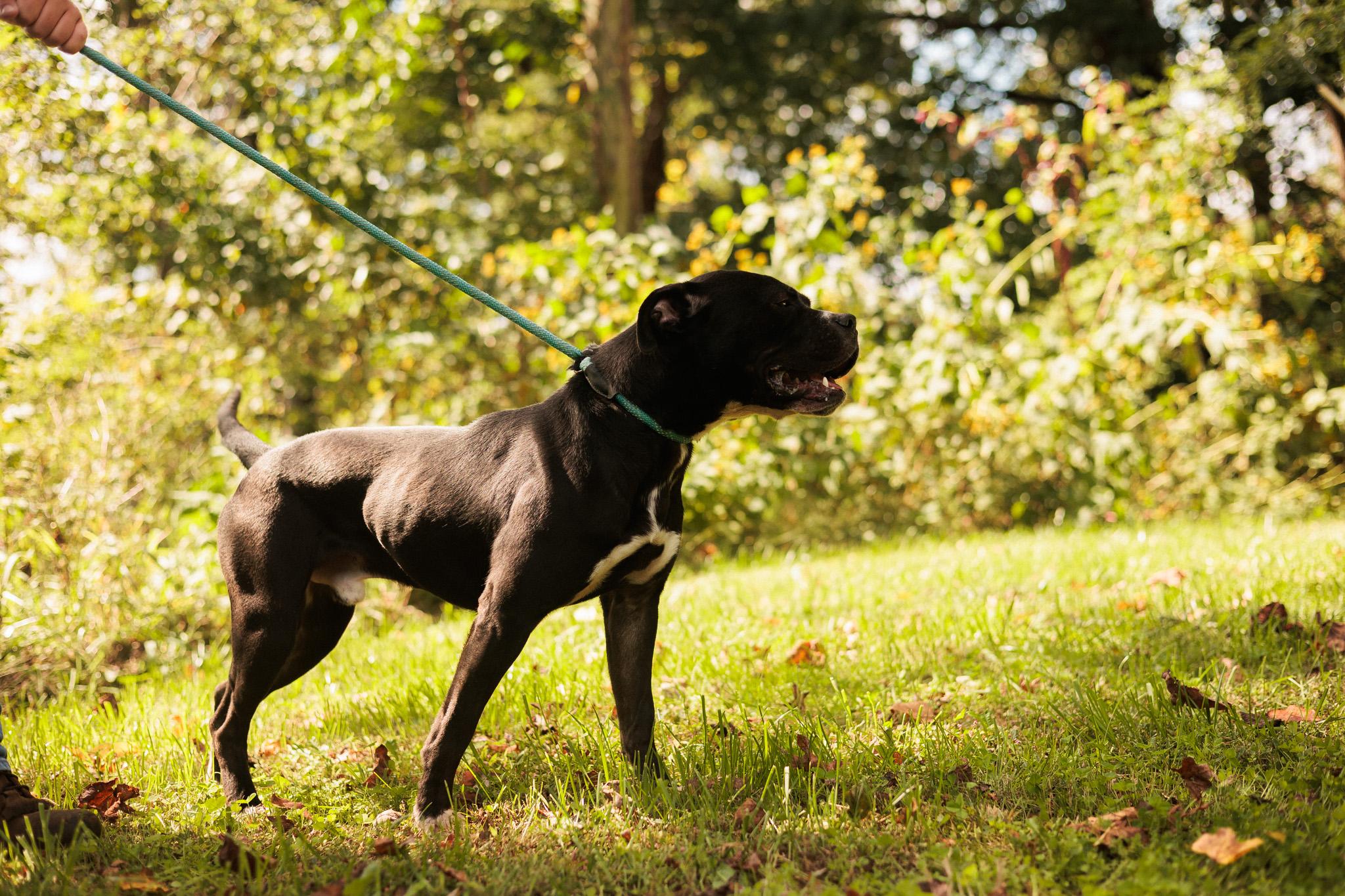 Enlarge Drift - Transport, a Adoptable mixed breed in Washington, PA image 4/5