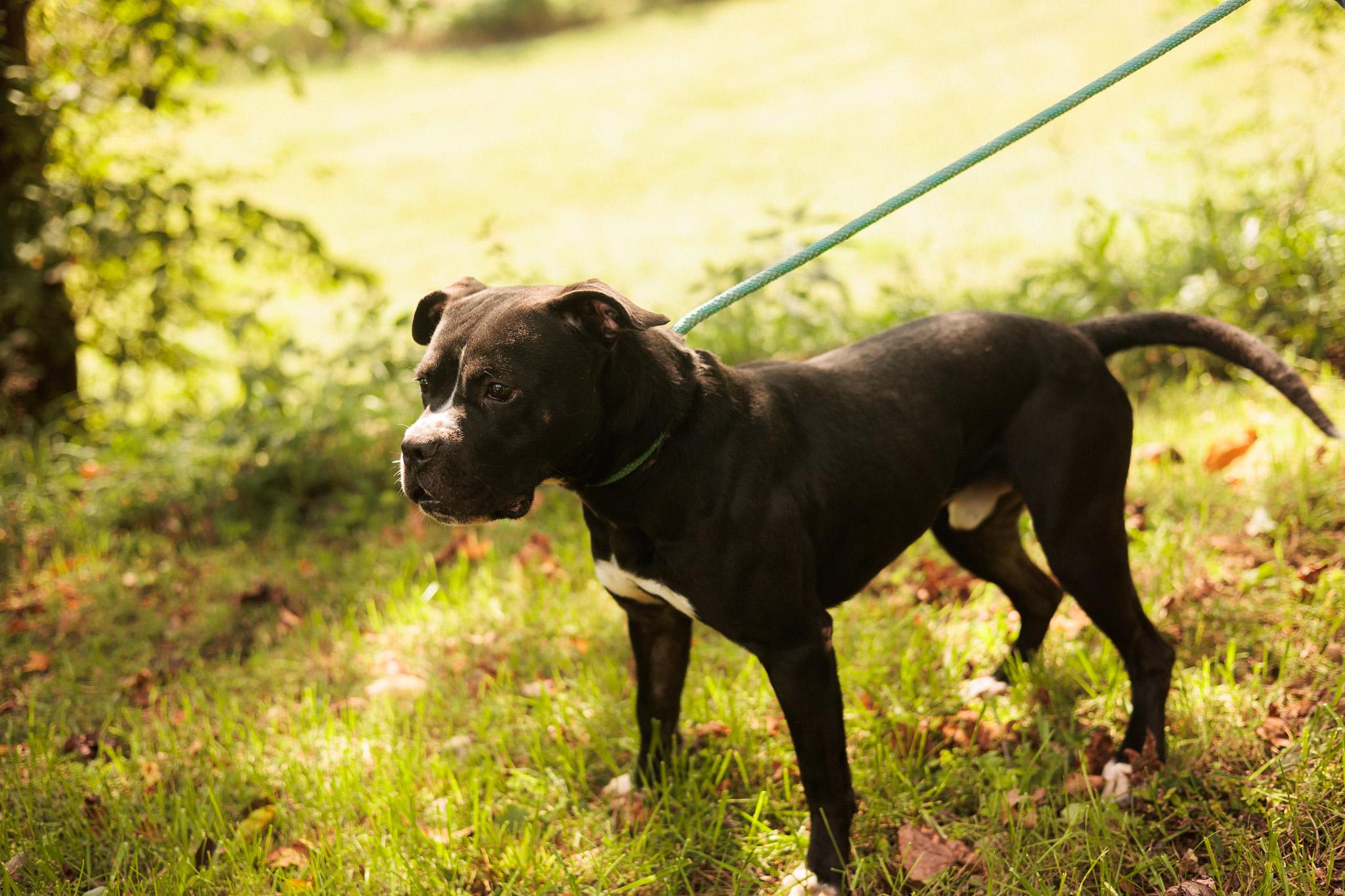 Enlarge Drift - Transport, a Adoptable mixed breed in Washington, PA image 1/5