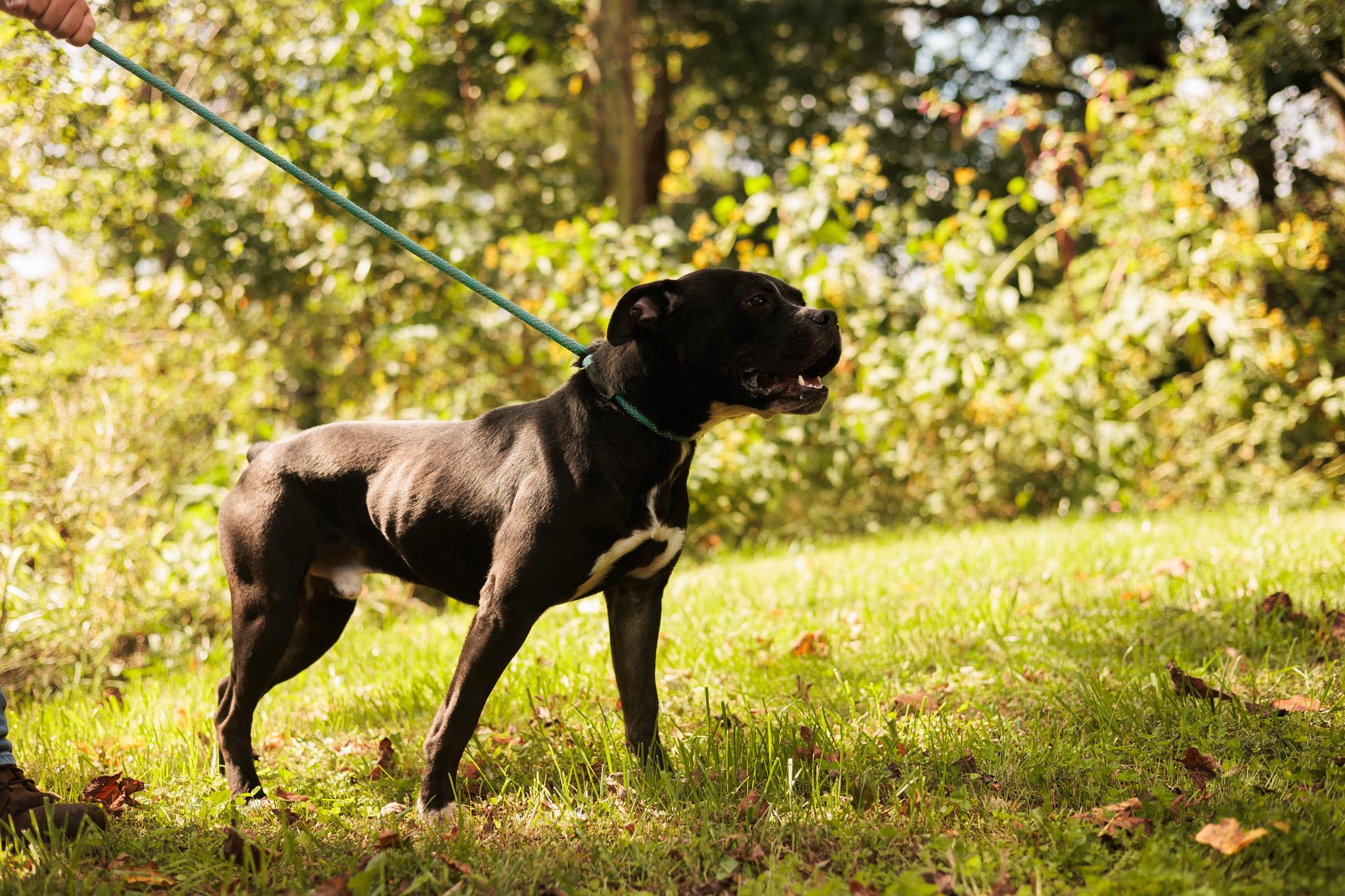 Enlarge Drift - Transport, a Adoptable mixed breed in Washington, PA image 5/5