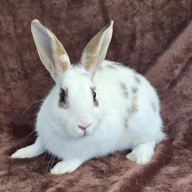 Enlarge TOFFEE, a Adoptable Bunny Rabbit in Camarillo, CA image 1/1