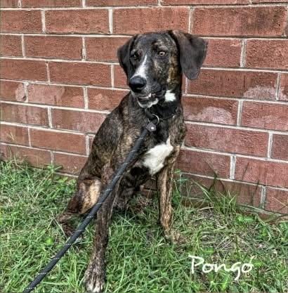 Enlarge Pongo, a ADOPTABLE mixed breed in Farmington, CT image 1/1