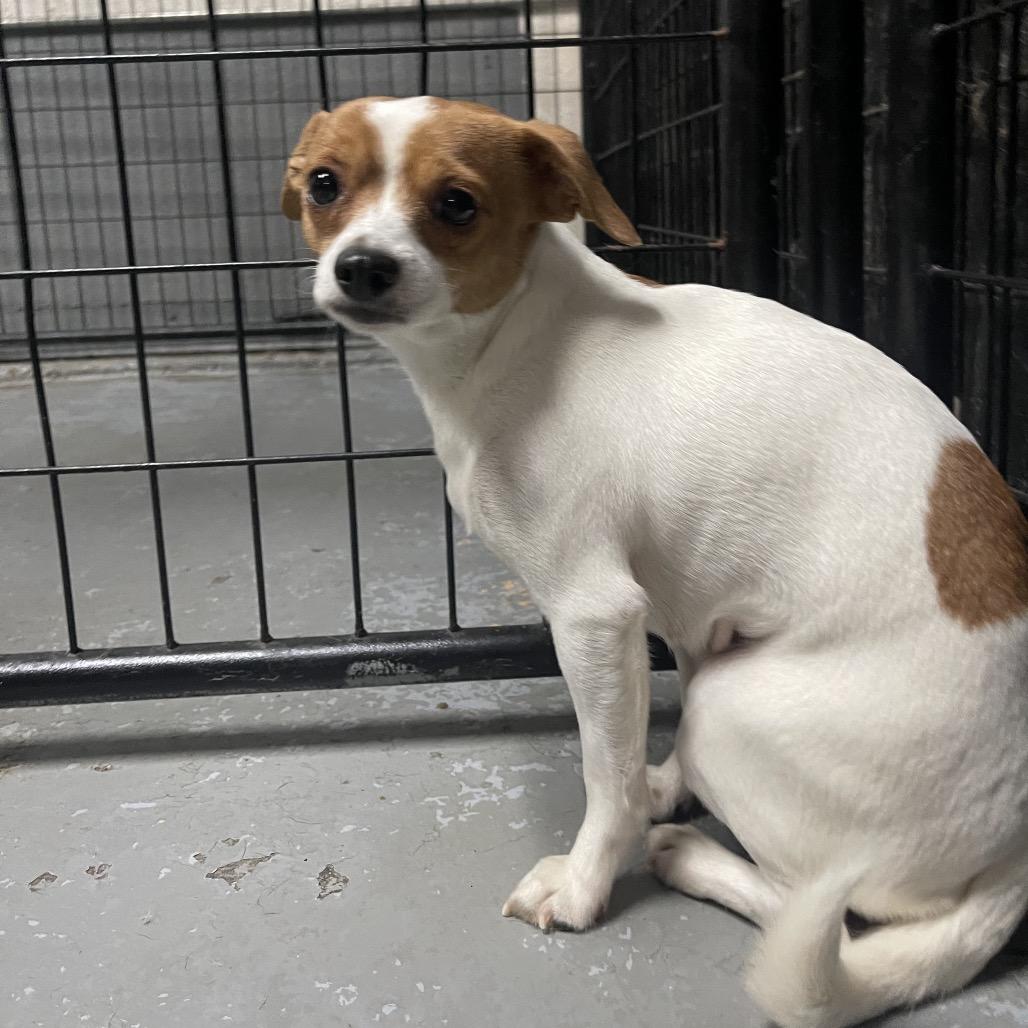 Enlarge Pinta, a Adoptable mixed breed in Tacoma, WA image 1/1