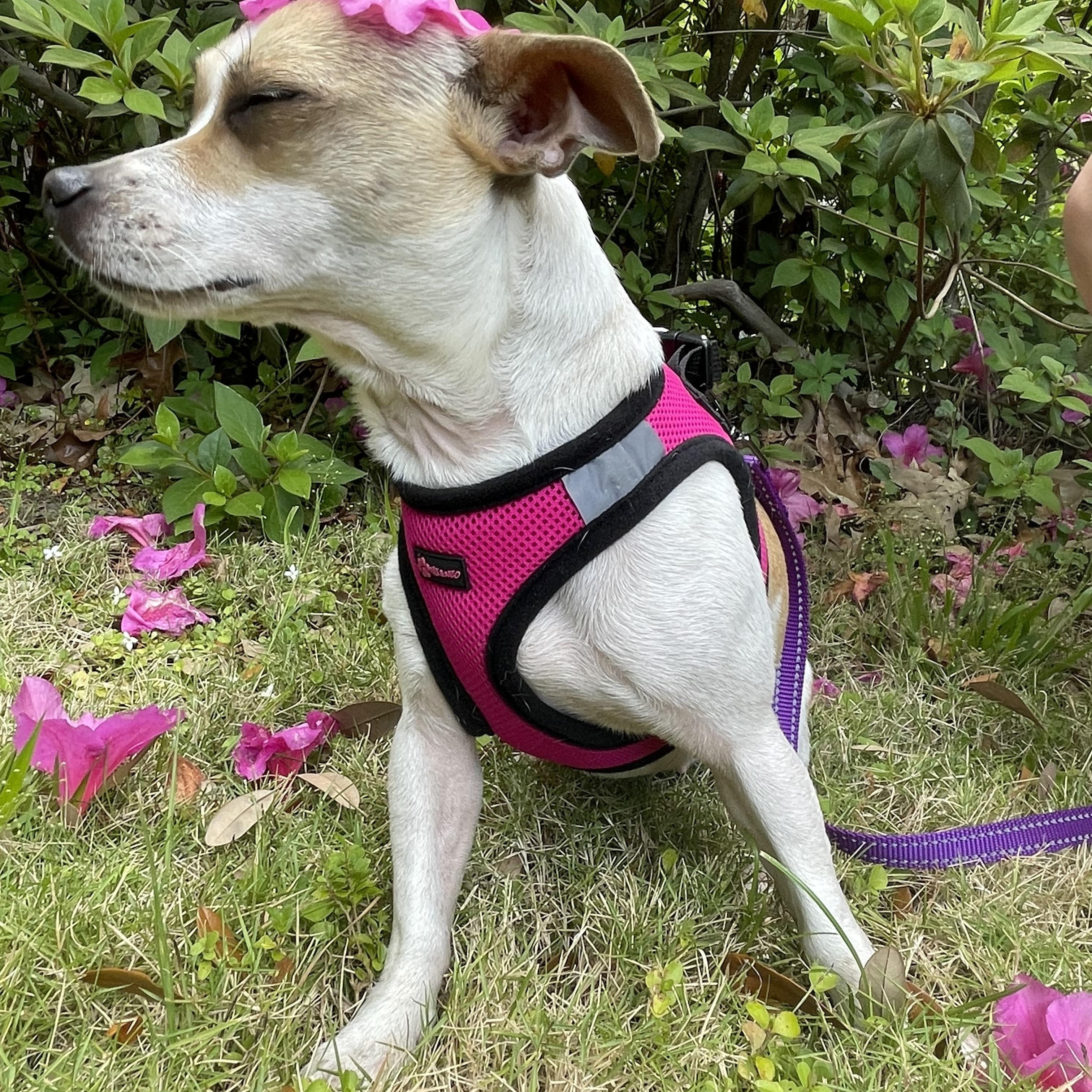 Enlarge Cinnamon , a Adoptable mixed breed in Mt Pleasant, SC image 3/5