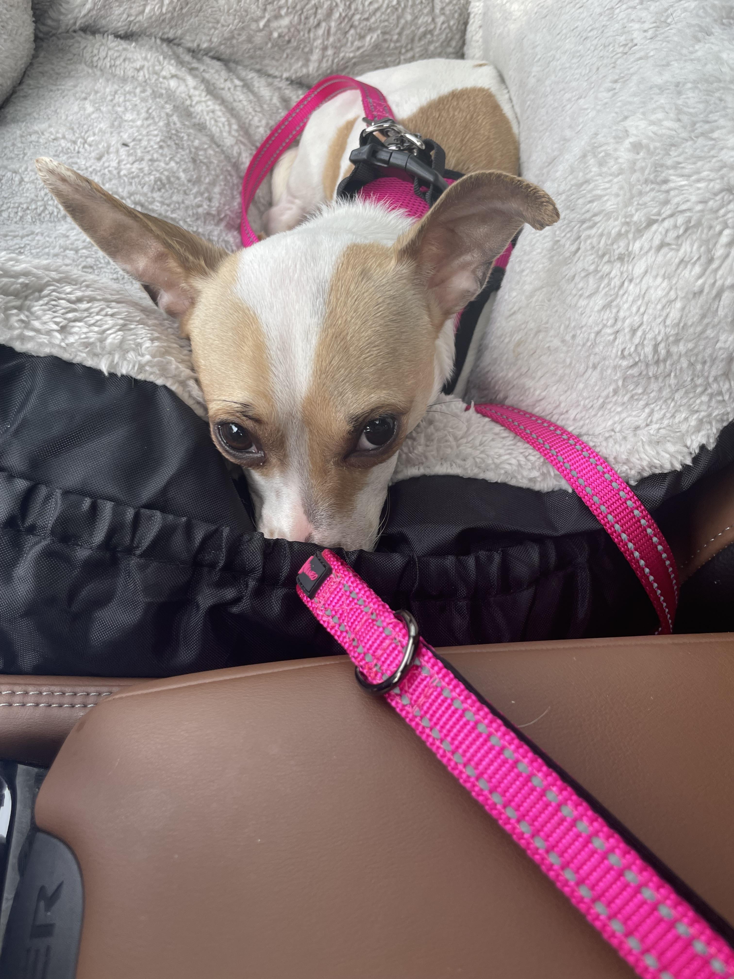 Enlarge Cinnamon , a Adoptable mixed breed in Mt Pleasant, SC image 4/5